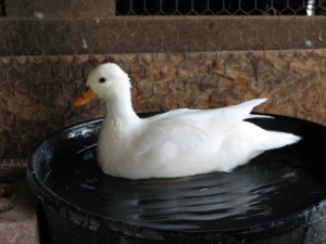 Quatre races de canard pour débuter