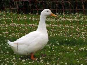 Quatre races de canard pour débuter