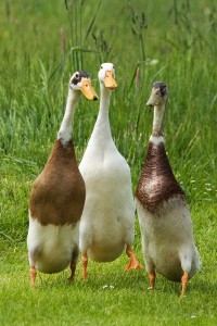 Quatre races de canard pour débuter