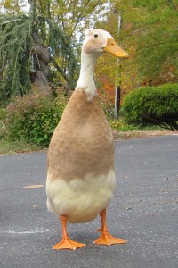Quatre races de canard pour débuter