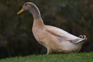 Quatre races de canard pour débuter