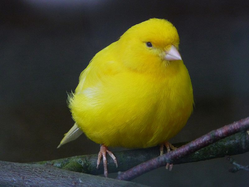 Santé : quand faut-il tailler les ongles de nos canaris ?