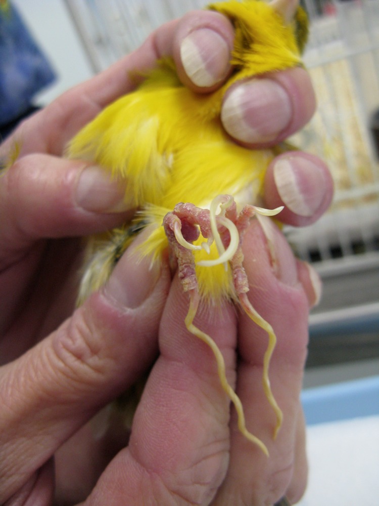 Santé : quand faut-il tailler les ongles de nos canaris ?