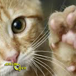 Nos chats sont-ils gauchers, droitiers ou ambidextres ?
