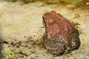 Le crapaud épineux (Bufo spinosus), un prince coassant