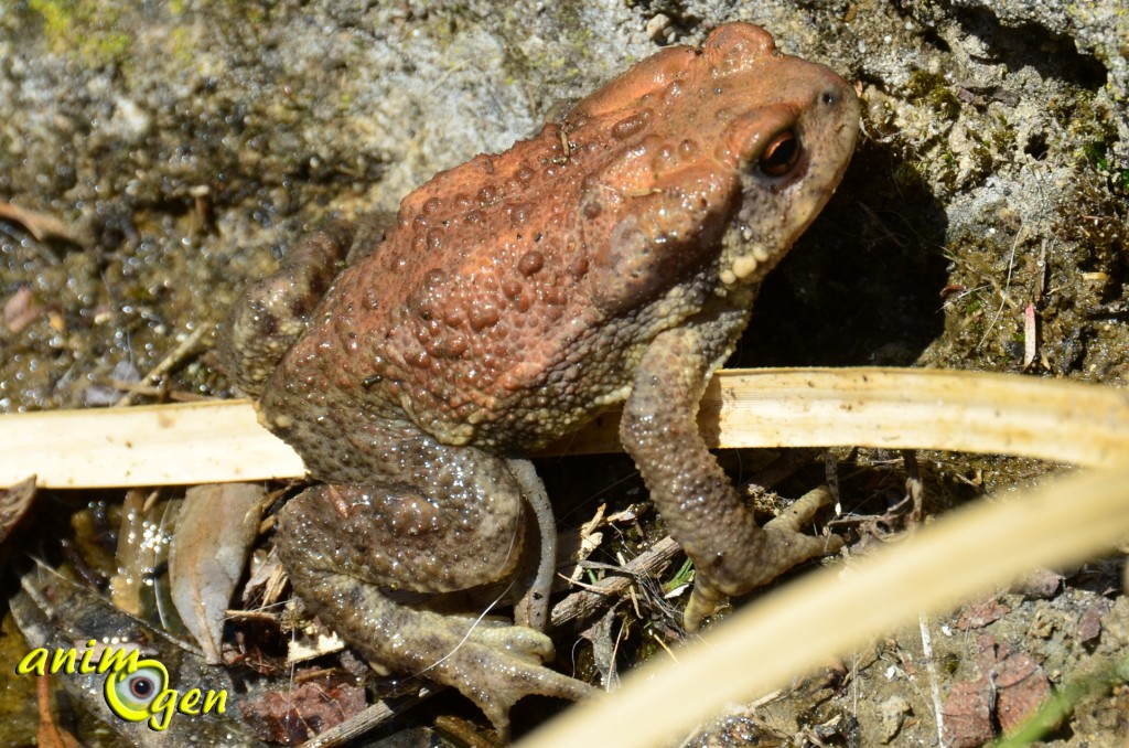 Le crapaud épineux (Bufo spinosus), un prince coassant