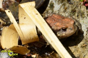 Le crapaud épineux (Bufo spinosus), un prince coassant