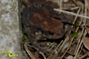 Le crapaud épineux (Bufo spinosus), un prince coassant