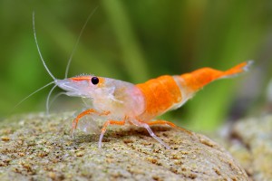 La Neocaridina Heteropoda, la petite crevette qui a tout d'une grande