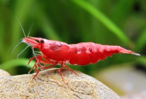 La Neocaridina Heteropoda, la petite crevette qui a tout d'une grande