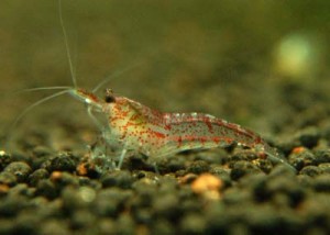 La Neocaridina Heteropoda, la petite crevette qui a tout d'une grande