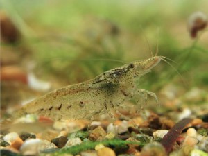 La Neocaridina Heteropoda, la petite crevette qui a tout d'une grande