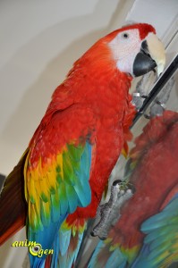 Education et comportement : pourquoi les perroquets sont-ils différents ?