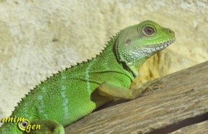 Le Dragon d'eau, ou physignatus cocincinus (alimentation, maintenance, caractère, reproduction)