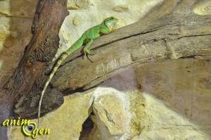 Le Dragon d'eau, ou physignatus cocincinus (alimentation, maintenance, caractère, reproduction)