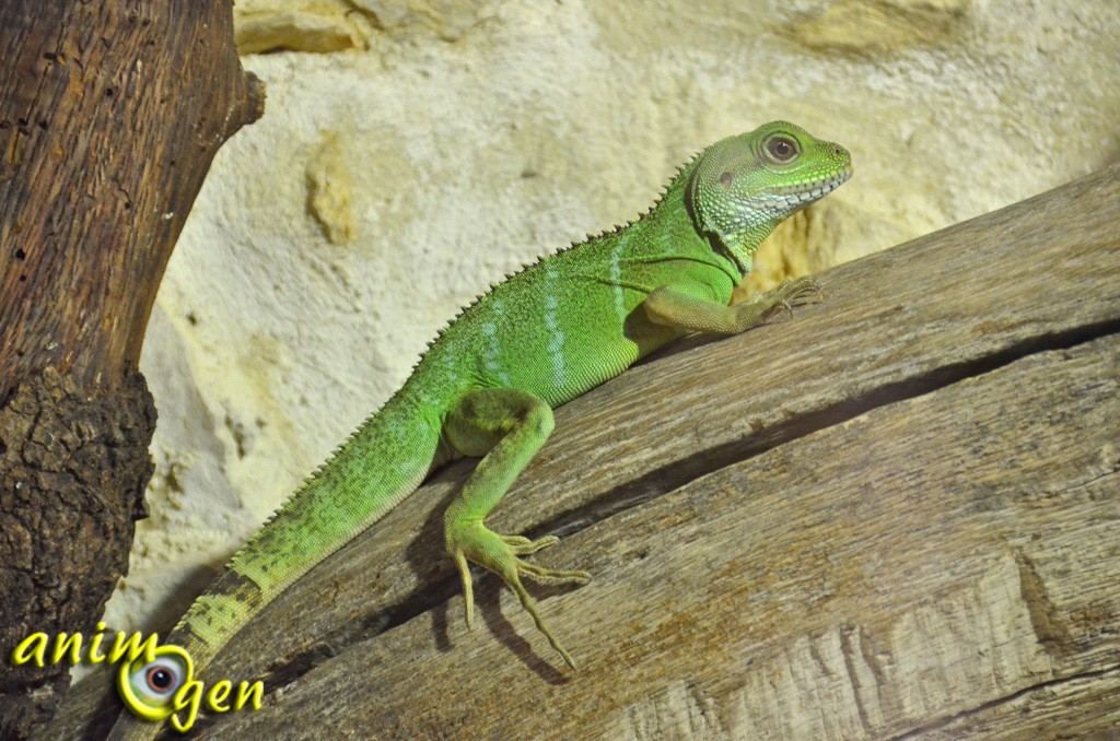 Le Dragon d'eau, ou physignatus cocincinus (alimentation, maintenance, caractère, reproduction)