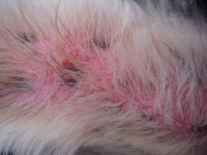 Santé : démangeaisons de la peau et du pelage chez le chien (symptômes et prévention)