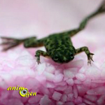 Les grenouilles d'aquarium (espèces, maintenance, alimentation)