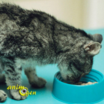 Santé : l'hyperthyroïdie chez les chats domestiques, facteurs de risque et immunité