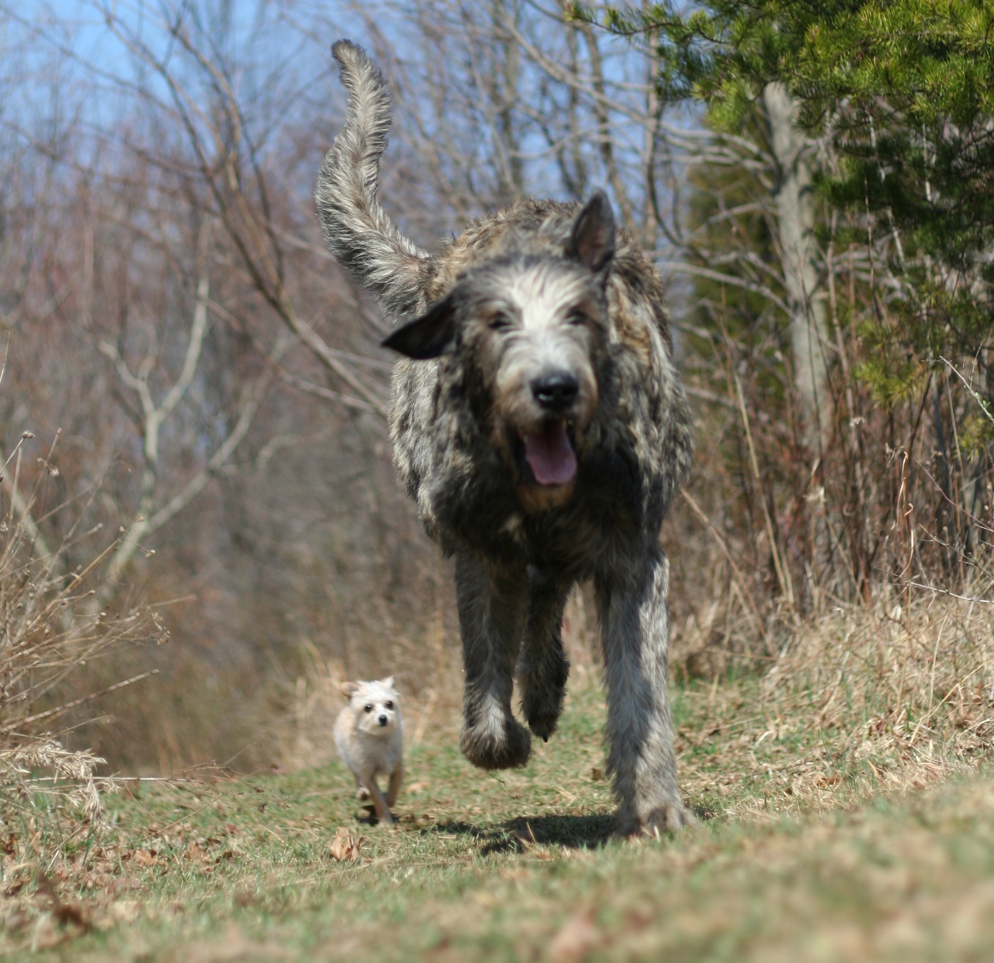 race de chien irish wolfhound