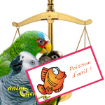 Législation : les perroquets mis à l’index en captivité