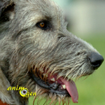 Le lévrier irlandais, ou Irish wolfhound, un chien de la taille d'un poney