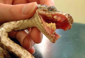 Santé : les principales maladies et affections parasitaires des serpents