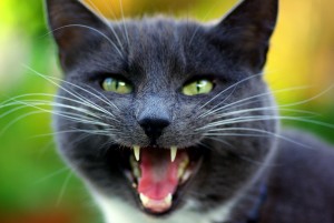 Comportement : comment empêcher un chat de miauler sans cesse durant la journée ?