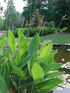 Les plantes de bassin de faible et moyenne profondeur