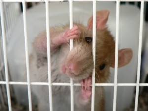 Comportement : pourquoi les rats rongent-ils les barreaux de leur cage ?