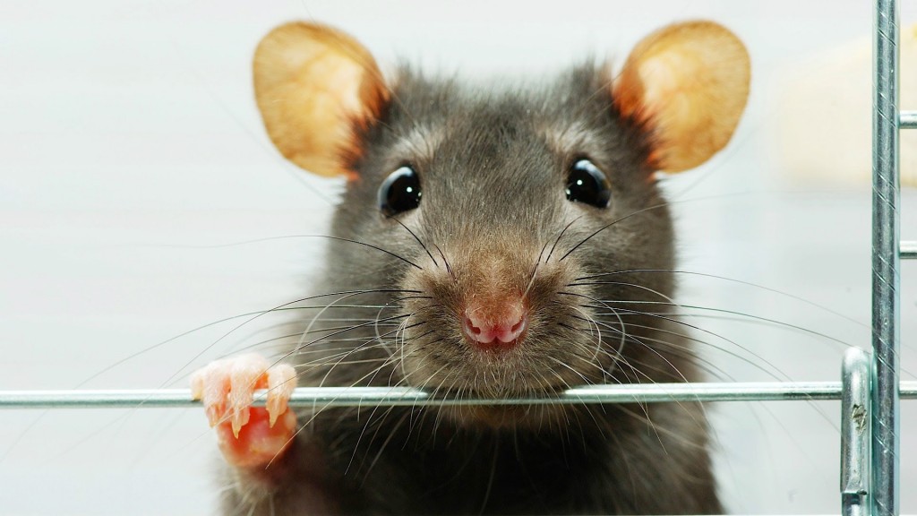 Comportement : pourquoi les rats rongent-ils les barreaux de leur cage ?