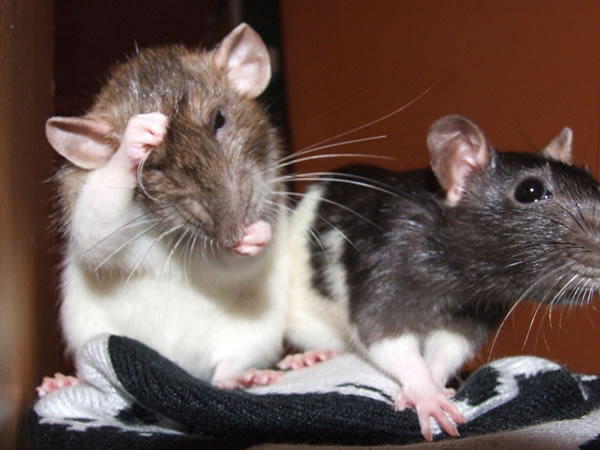 Comportement : pourquoi les rats se toilettent-ils entre eux ou lèchent-ils nos mains ?