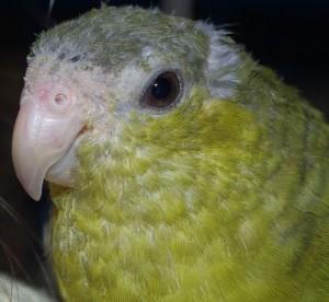 Santé de nos perroquets : la PBFD, ou maladie du bec et des plumes (causes, symptômes, traitement)