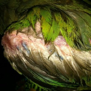 Santé de nos perroquets : la PBFD, ou maladie du bec et des plumes (causes, symptômes, traitement)