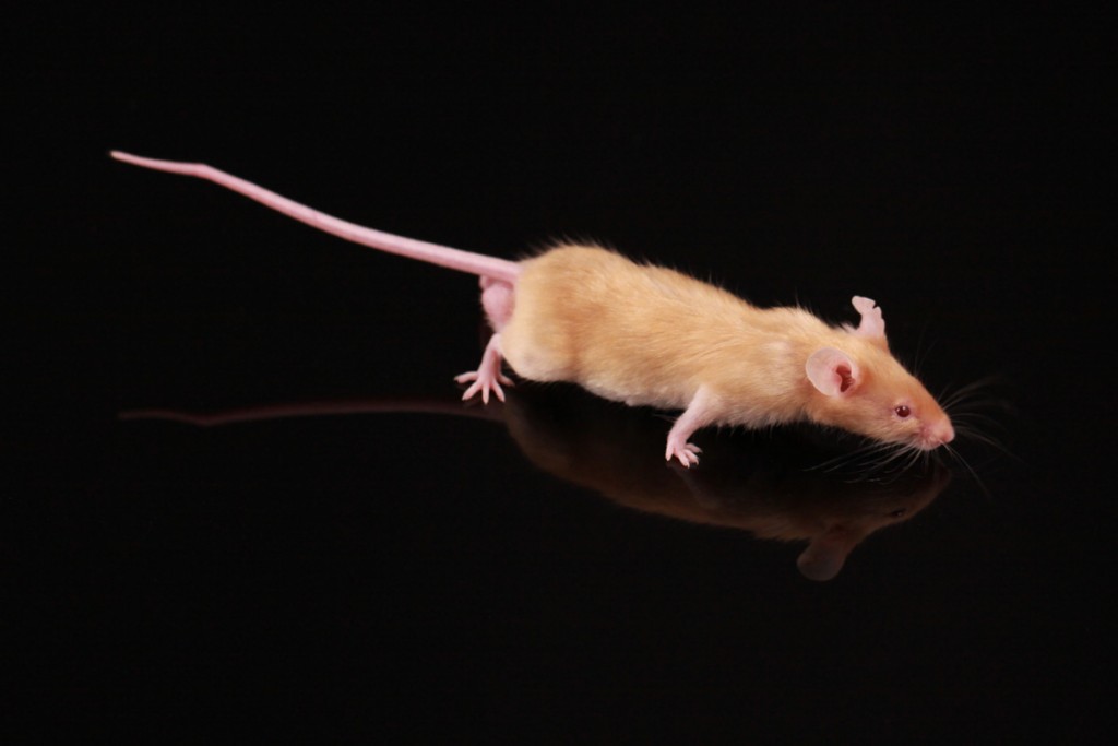 Comment des souris mâles peuventelles vivre ensemble ? animOgen