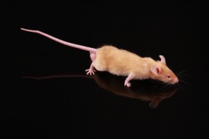 Comment des souris mâles peuvent-elles vivre ensemble ?