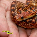 Santé : le stress chez les serpents (causes, symptômes, prévention)
