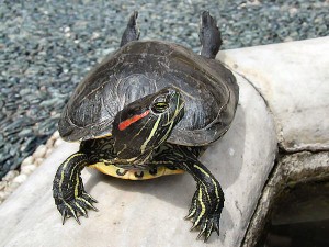 La tortue de Floride, ou Trachemys scripta (alimentation, maintenance, reproduction)