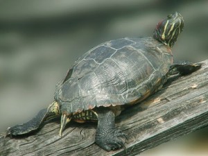 La tortue de Floride, ou Trachemys scripta (alimentation, maintenance, reproduction)