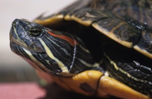 La tortue de Floride, ou Trachemys scripta (alimentation, maintenance, reproduction)