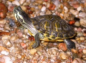 La tortue de Floride, ou Trachemys scripta (alimentation, maintenance, reproduction)