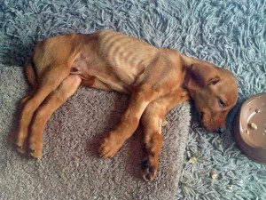 Santé : la leptospirose chez le chien (causes, symptômes, traitement)