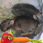 Comment influencer les préférences alimentaires de nos lapins de compagnie ?