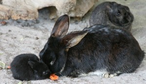 Comment influencer les préférences alimentaires de nos lapins de compagnie ?