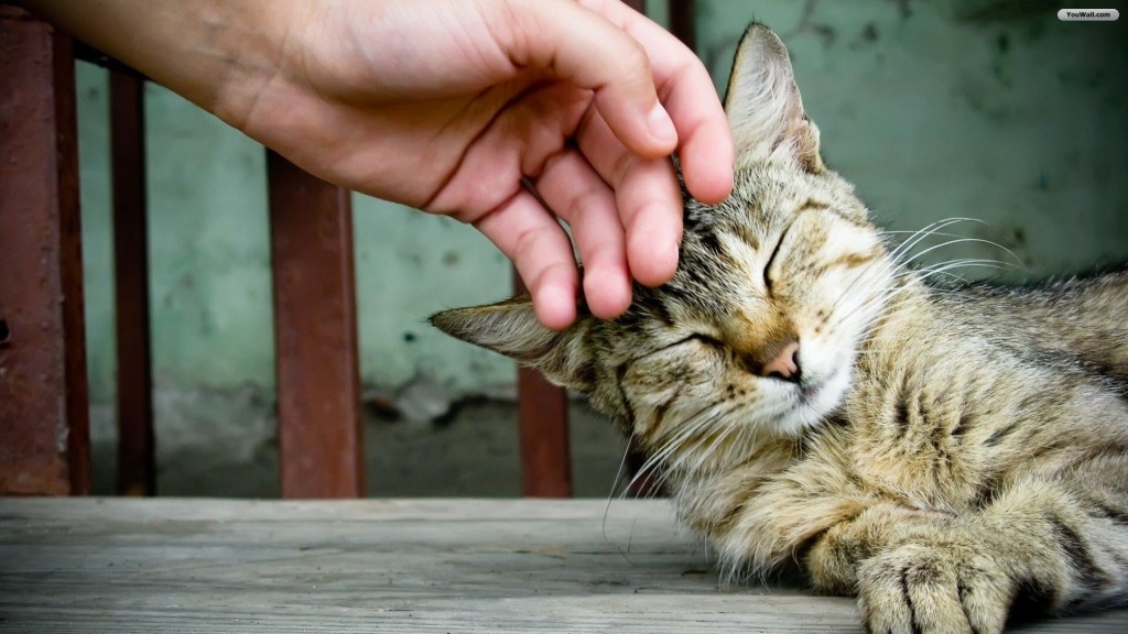 Comportement : comment apprivoiser un chat, s'en faire accepter et aimer ?