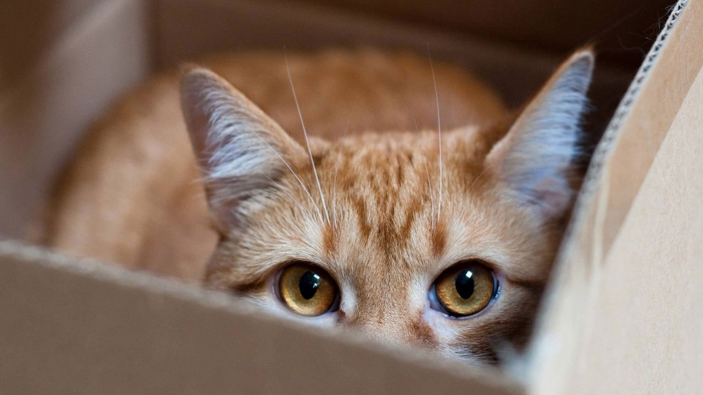Les chats et les boîtes, une éternelle histoire d’amour : pourquoi ?