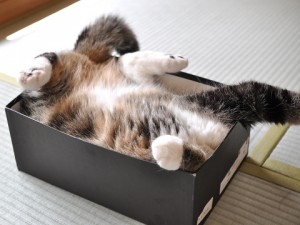 Les chats et les boîtes, une éternelle histoire d’amour : pourquoi ?