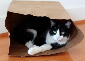 Les chats et les boîtes, une éternelle histoire d’amour : pourquoi ?