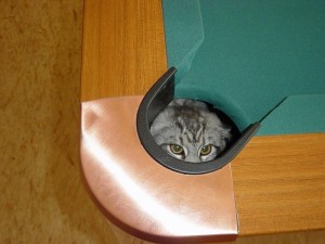 Les chats et les boîtes, une éternelle histoire d’amour : pourquoi ?