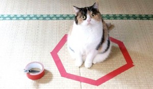 Les chats et les boîtes, une éternelle histoire d’amour : pourquoi ?